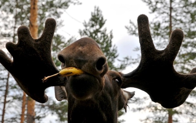 Moose - Travel Photography by Lola Akinmade Moose - Travel Photography by Lola Akinmade