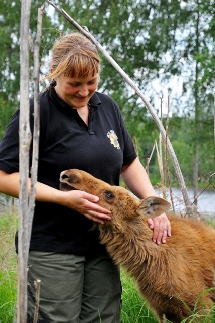 Moose - Travel Photography by Lola Akinmade Moose - Travel Photography by Lola Akinmade