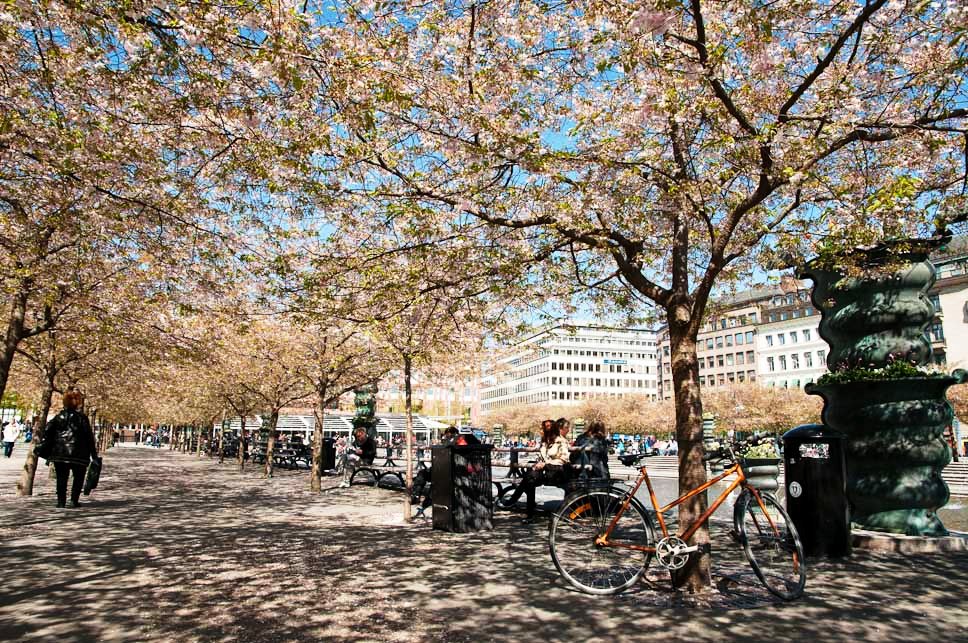 Kungsträdgården Cherry Blossoms in Stockholm, Sweden - Photography by Lola Akinmade Kungsträgården Cherry Blossoms in Stockholm, Sweden - Photography by Lola Akinmade