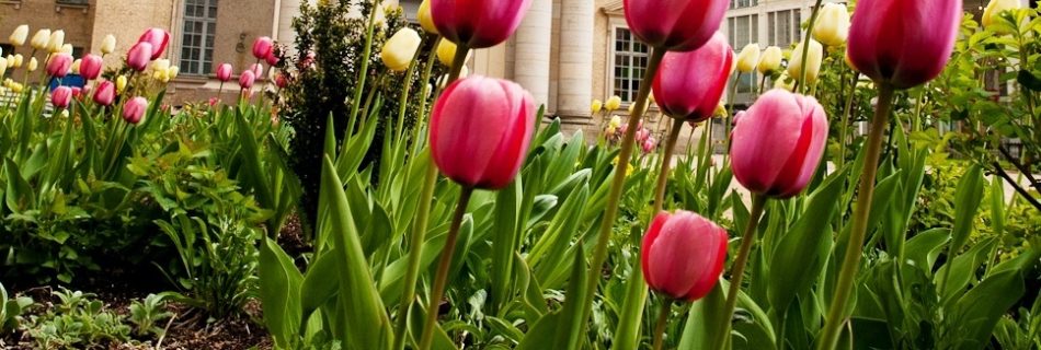 Flowers - Photography by Lola Akinmade