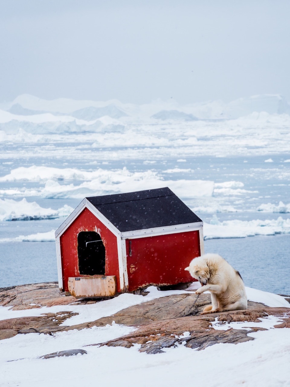 Photo of the day: Ilulissat, Greenland 

akinmade.com/photos

#photoftheday #travelphotography