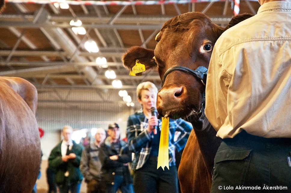 Cow exhibition in Öjebyn - Sweden - Farm and Nature Photography by Lola Akinmade Åkerström
