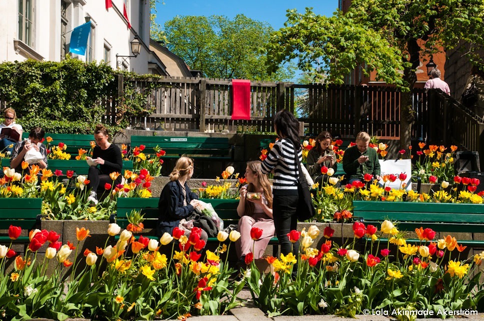 Tulip festival in Stockholm, Sweden - Spring Flower Photography by Lola Akinmade Åkerström Tulip festival in Stockholm, Sweden - Spring Flower Photography by Lola Akinmade Åkerström
