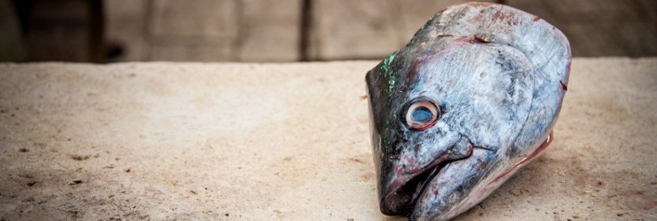 Fish head - Split, Croatia - Travel photography by Lola Akinmade AKerstrom