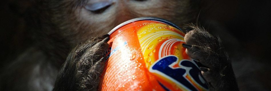 Cambodia - Monkey drinking Fanta photo by Lola Akinmade Åkerström