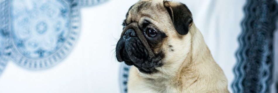 Pug Dog