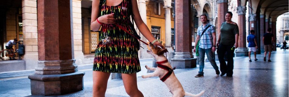 Walking a dog in Bologna, Italy
