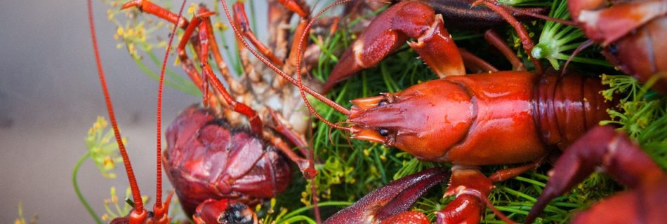 Crawfish in West Sweden