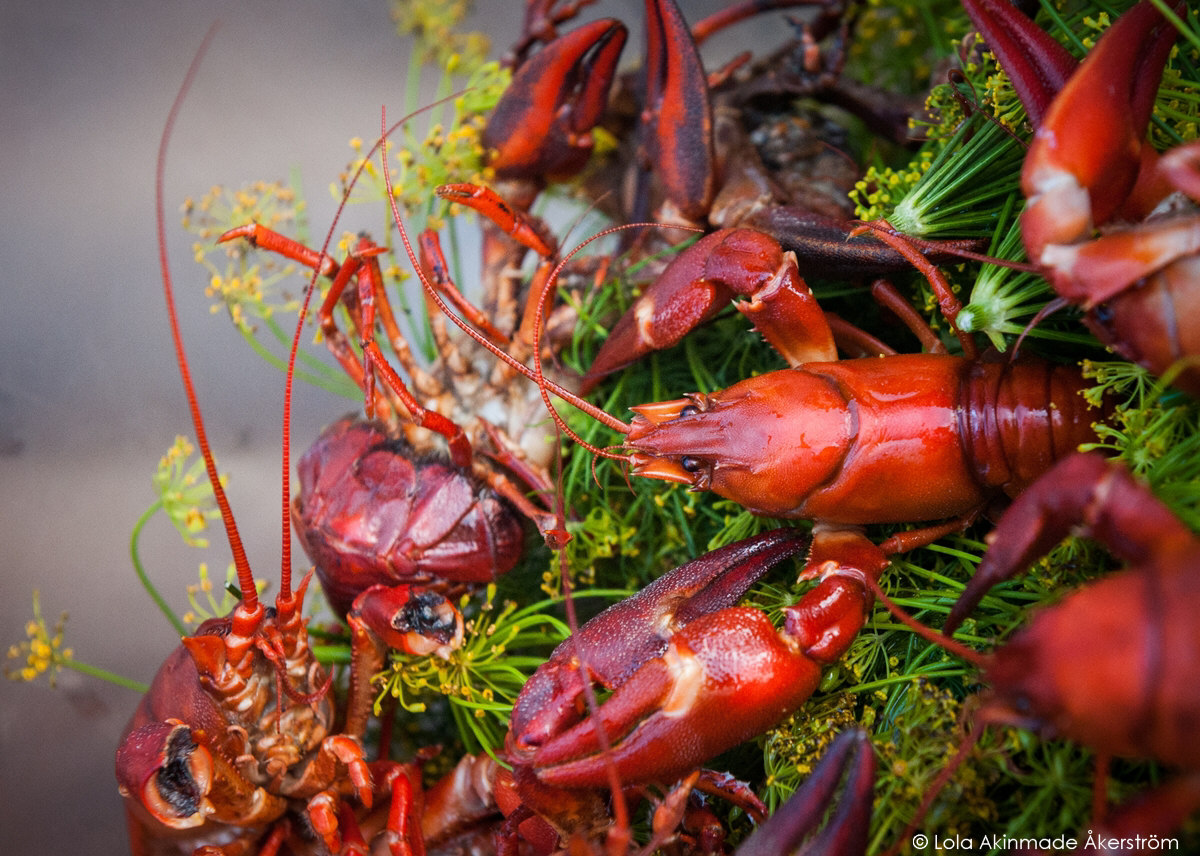 Crawfish in West Sweden