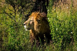 Photo of the day: Serengeti, Tanzania

akinmade.com/photos

#photoftheday #travelphotography