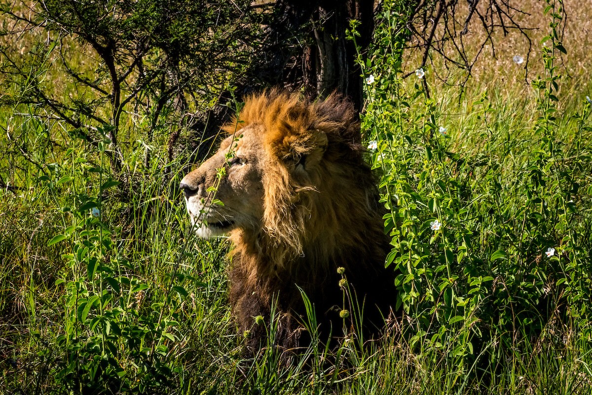 Photo of the day: Serengeti, Tanzania

akinmade.com/photos

#photoftheday #travelphotography
