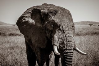 Photo of the day: Serengeti, Tanzania 

akinmade.com/photos

#photoftheday #travelphotography
