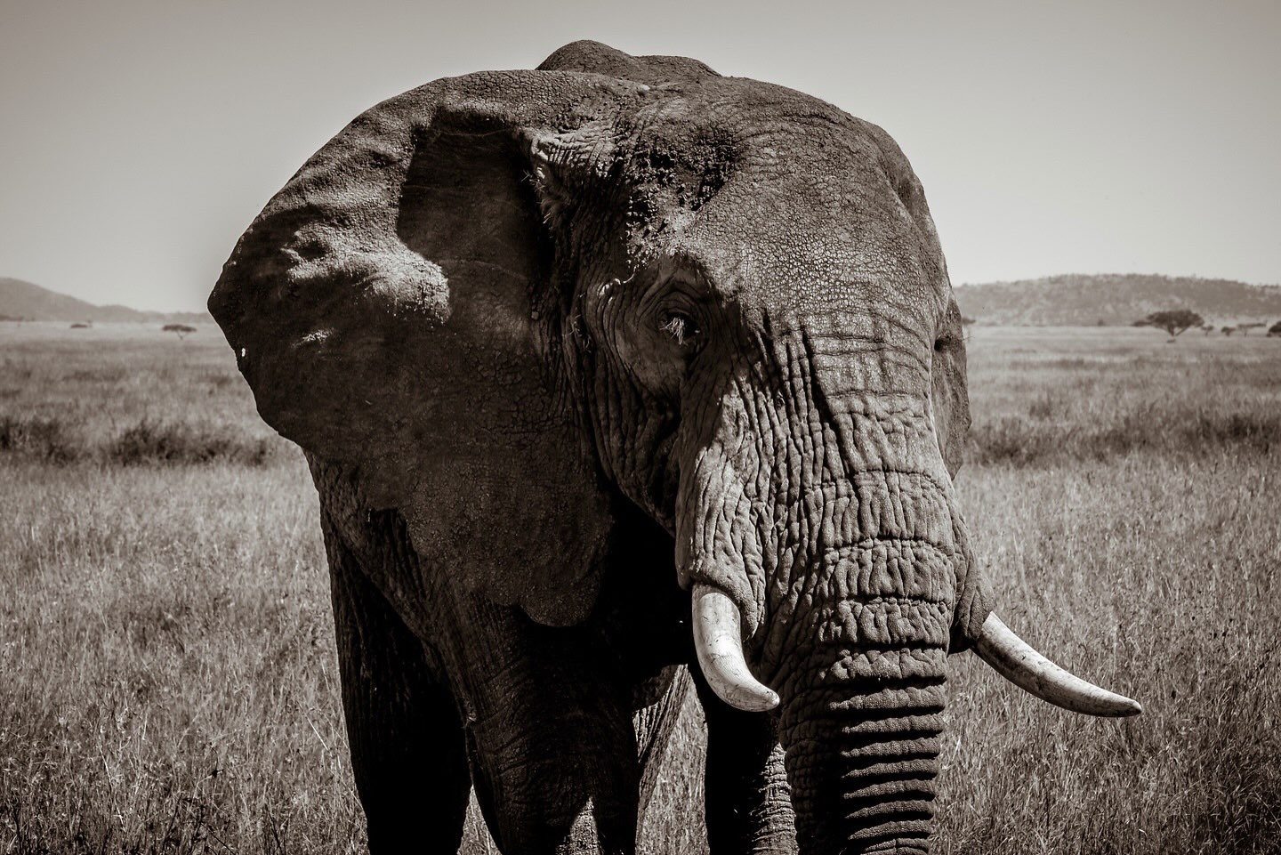 Photo of the day: Serengeti, Tanzania 

akinmade.com/photos

#photoftheday #travelphotography